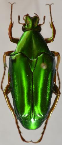 Chalcothea neglecta